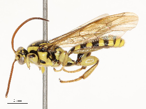  (Cubus gracewoodae - CBG-A67026-B03)  @11 [ ] CreativeCommons - Attribution Share - Alike (2025) CBG Photography Group Centre for Biodiversity Genomics