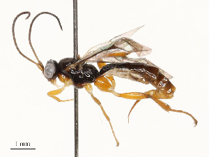  ( - CBG-A67026-G07)  @11 [ ] CreativeCommons - Attribution Share - Alike (2025) CBG Photography Group Centre for Biodiversity Genomics