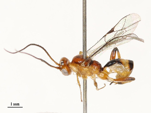  ( - CBG-A67026-H09)  @11 [ ] CreativeCommons - Attribution Share - Alike (2025) CBG Photography Group Centre for Biodiversity Genomics