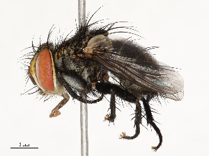  ( - CBG-A67027-A03)  @11 [ ] CreativeCommons - Attribution Share - Alike (2025) CBG Photography Group Centre for Biodiversity Genomics