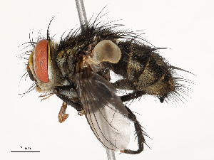  ( - CBG-A67027-A04)  @11 [ ] CreativeCommons - Attribution Share - Alike (2025) CBG Photography Group Centre for Biodiversity Genomics