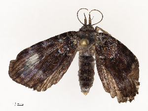  (Metalectra Malaise8016 - CBG-A67029-A02)  @11 [ ] CreativeCommons - Attribution Share - Alike (2025) CBG Photography Group Centre for Biodiversity Genomics