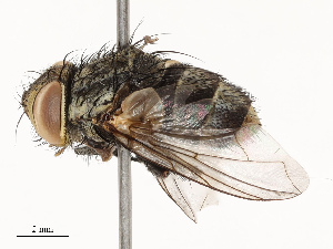  ( - CBG-A67029-C05)  @11 [ ] CreativeCommons - Attribution Share - Alike (2025) CBG Photography Group Centre for Biodiversity Genomics