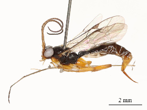  ( - CBG-A67030-D07)  @11 [ ] CreativeCommons - Attribution Share - Alike (2025) CBG Photography Group Centre for Biodiversity Genomics