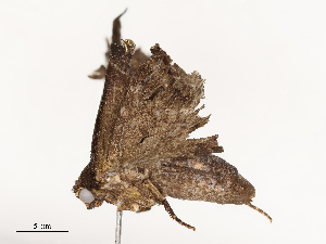  ( - CBG-A67076-C01)  @11 [ ] CreativeCommons - Attribution Share - Alike (2025) CBG Photography Group Centre for Biodiversity Genomics