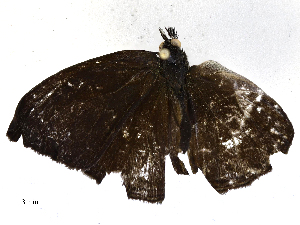  ( - CBG-A67108-C11)  @11 [ ] CreativeCommons - Attribution Share - Alike (2025) CBG Photography Group Centre for Biodiversity Genomics