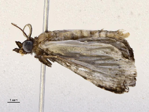  ( - CBG-A67108-E10)  @11 [ ] CreativeCommons - Attribution Share - Alike (2025) CBG Photography Group Centre for Biodiversity Genomics