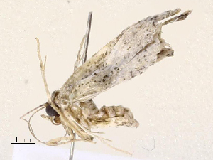  (Lascoria Malaise7108 - CBG-A67108-F05)  @11 [ ] CreativeCommons - Attribution Share - Alike (2025) CBG Photography Group Centre for Biodiversity Genomics