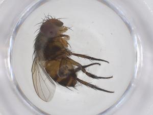  (Siphona Janzen02 - CBG-A67321-D04)  @11 [ ] CreativeCommons - Attribution Share - Alike (2025) Centre for Biodiversity Genomics Centre for Biodiversity Genomics