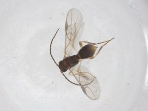  ( - CBG-A67324-C11)  @11 [ ] CreativeCommons - Attribution Share - Alike (2025) Centre for Biodiversity Genomics Centre for Biodiversity Genomics