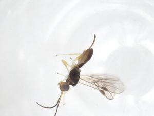  (Heterospilus Malaise0509 - CBG-A67338-H08)  @11 [ ] CreativeCommons - Attribution Share - Alike (2025) Centre for Biodiversity Genomics Centre for Biodiversity Genomics