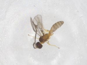  ( - CBG-A67340-G02)  @11 [ ] CreativeCommons - Attribution Share - Alike (2025) Centre for Biodiversity Genomics Centre for Biodiversity Genomics