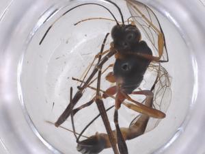  (Anomalon Malaise8683 - CBG-A67344-C08)  @11 [ ] CreativeCommons - Attribution Share - Alike (2025) Centre for Biodiversity Genomics Centre for Biodiversity Genomics