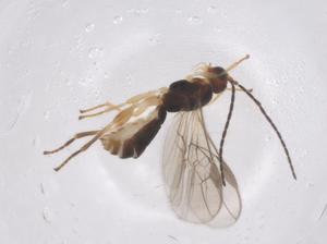  ( - CBG-A67347-B06)  @11 [ ] CreativeCommons - Attribution Share - Alike (2025) Centre for Biodiversity Genomics Centre for Biodiversity Genomics