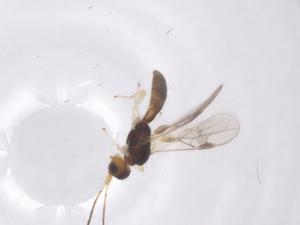  ( - CBG-A67350-E05)  @11 [ ] CreativeCommons - Attribution Share - Alike (2025) Centre for Biodiversity Genomics Centre for Biodiversity Genomics