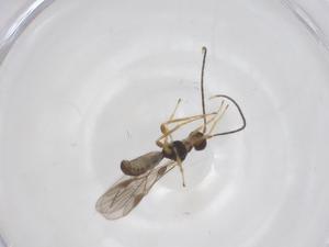  ( - CBG-A67352-E07)  @11 [ ] CreativeCommons - Attribution Share - Alike (2025) Centre for Biodiversity Genomics Centre for Biodiversity Genomics