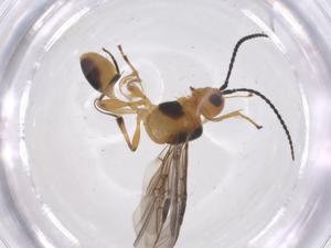  ( - CBG-A67353-E11)  @11 [ ] CreativeCommons - Attribution Share - Alike (2025) Centre for Biodiversity Genomics Centre for Biodiversity Genomics