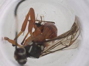  ( - CBG-A67359-A03)  @11 [ ] CreativeCommons - Attribution Share - Alike (2025) Centre for Biodiversity Genomics Centre for Biodiversity Genomics