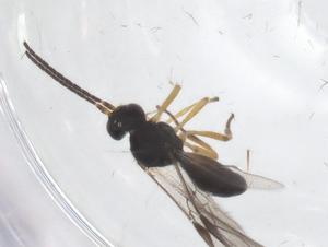  ( - CBG-A67360-F12)  @11 [ ] CreativeCommons - Attribution Share - Alike (2025) Centre for Biodiversity Genomics Centre for Biodiversity Genomics