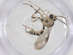  ( - CBG-A67363-B07)  @11 [ ] CreativeCommons - Attribution Share - Alike (2025) Centre for Biodiversity Genomics Centre for Biodiversity Genomics