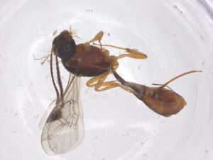  ( - CBG-A67548-H11)  @11 [ ] CreativeCommons - Attribution Share - Alike (2025) Centre for Biodiversity Genomics Centre for Biodiversity Genomics