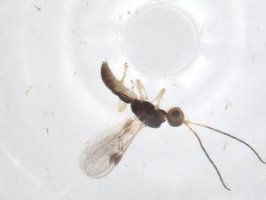  ( - CBG-A67550-F11)  @11 [ ] CreativeCommons - Attribution Share - Alike (2025) Centre for Biodiversity Genomics Centre for Biodiversity Genomics