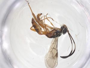  ( - CBG-A67567-H02)  @11 [ ] CreativeCommons - Attribution Share - Alike (2025) Centre for Biodiversity Genomics Centre for Biodiversity Genomics