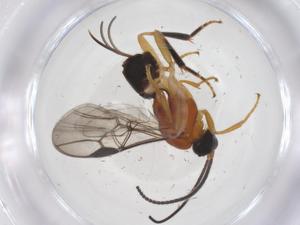  ( - CBG-A67573-E03)  @11 [ ] CreativeCommons - Attribution Share - Alike (2025) Centre for Biodiversity Genomics Centre for Biodiversity Genomics