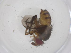  ( - CBG-A67575-B10)  @11 [ ] CreativeCommons - Attribution Share - Alike (2025) Centre for Biodiversity Genomics Centre for Biodiversity Genomics