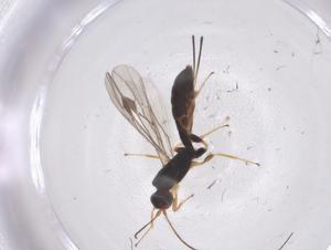  ( - CBG-A67580-F10)  @11 [ ] CreativeCommons - Attribution Share - Alike (2025) Centre for Biodiversity Genomics Centre for Biodiversity Genomics