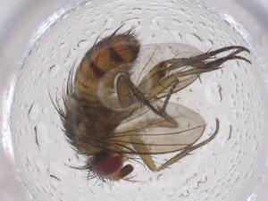  (Ceromya Malaise3081 - CBG-A67582-C02)  @11 [ ] CreativeCommons - Attribution Share - Alike (2025) Centre for Biodiversity Genomics Centre for Biodiversity Genomics