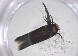  (elachMalaise01 Malaise5743 - CBG-A67610-C09)  @11 [ ] CreativeCommons - Attribution Share - Alike (2025) Centre for Biodiversity Genomics Centre for Biodiversity Genomics