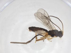  ( - CBG-A67623-B03)  @11 [ ] CreativeCommons - Attribution Share - Alike (2025) Centre for Biodiversity Genomics Centre for Biodiversity Genomics