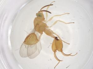  (chalMalaise01 Malaise1618 - CBG-A67717-A07)  @11 [ ] CreativeCommons - Attribution Share - Alike (2025) Centre for Biodiversity Genomics Centre for Biodiversity Genomics