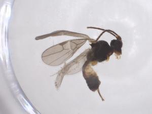  ( - CBG-A67722-F03)  @11 [ ] CreativeCommons - Attribution Share - Alike (2025) Centre for Biodiversity Genomics Centre for Biodiversity Genomics