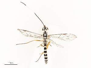  ( - CBG-A67880-F06)  @11 [ ] CreativeCommons - Attribution Share - Alike (2025) CBG Photography Group Centre for Biodiversity Genomics