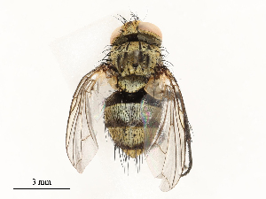  ( - CBG-A67880-F08)  @11 [ ] CreativeCommons - Attribution Share - Alike (2025) CBG Photography Group Centre for Biodiversity Genomics