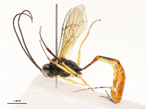  ( - CBG-A67880-G10)  @11 [ ] CreativeCommons - Attribution Share - Alike (2025) CBG Photography Group Centre for Biodiversity Genomics