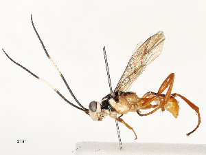  ( - CBG-A67881-A10)  @11 [ ] CreativeCommons - Attribution Share - Alike (2025) CBG Photography Group Centre for Biodiversity Genomics