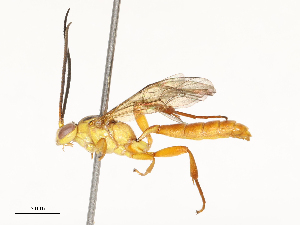  ( - CBG-A67901-B03)  @11 [ ] CreativeCommons - Attribution Share - Alike (2025) CBG Photography Group Centre for Biodiversity Genomics