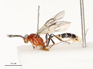  ( - CBG-A67901-F01)  @11 [ ] CreativeCommons - Attribution Share - Alike (2025) CBG Photography Group Centre for Biodiversity Genomics