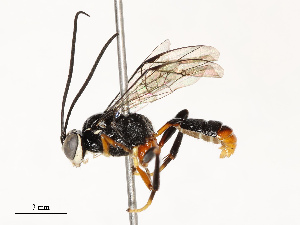  ( - CBG-A67902-A02)  @11 [ ] CreativeCommons - Attribution Share - Alike (2025) CBG Photography Group Centre for Biodiversity Genomics