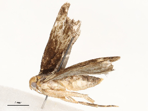  ( - CBG-A67903-B06)  @11 [ ] CreativeCommons - Attribution Share - Alike (2025) CBG Photography Group Centre for Biodiversity Genomics