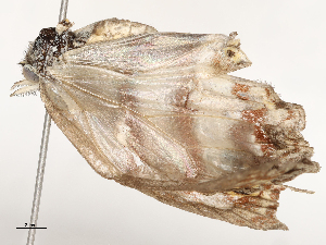  ( - CBG-A67904-A04)  @11 [ ] CreativeCommons - Attribution Share - Alike (2025) CBG Photography Group Centre for Biodiversity Genomics