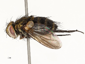  (Lixophaga Malaise1731 - CBG-A67904-H08)  @11 [ ] CreativeCommons - Attribution Share - Alike (2025) CBG Photography Group Centre for Biodiversity Genomics