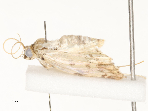  ( - CBG-A67905-H04)  @11 [ ] CreativeCommons - Attribution Share - Alike (2025) CBG Photography Group Centre for Biodiversity Genomics