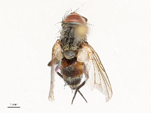  (Houghia ochrofemur - CBG-A67023-A05)  @11 [ ] CreativeCommons - Attribution Share - Alike (2025) CBG Photography Group Centre for Biodiversity Genomics