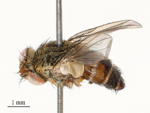  ( - CBG-A67023-B11)  @11 [ ] CreativeCommons - Attribution Share - Alike (2025) CBG Photography Group Centre for Biodiversity Genomics