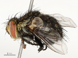  ( - CBG-A67024-A03)  @11 [ ] CreativeCommons - Attribution Share - Alike (2025) CBG Photography Group Centre for Biodiversity Genomics