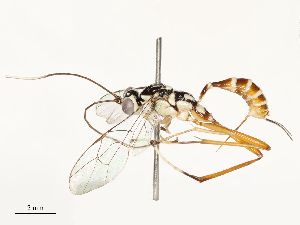  ( - CBG-A67024-A10)  @11 [ ] CreativeCommons - Attribution Share - Alike (2025) CBG Photography Group Centre for Biodiversity Genomics